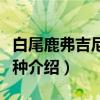 白尾鹿弗吉尼亚亚种(关于白尾鹿弗吉尼亚亚种介绍) 白尾鹿弗吉尼亚亚种(关于白尾鹿弗吉尼亚亚种介绍)
