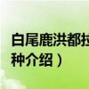 白尾鹿洪都拉斯亚种（关于白尾鹿洪都拉斯亚种介绍）