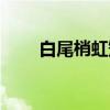 白尾梢虹雉（关于白尾梢虹雉介绍）