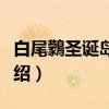 白尾鸏圣诞岛亚种（关于白尾鸏圣诞岛亚种介绍）