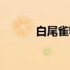白尾雀鹎（关于白尾雀鹎介绍）