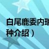 白尾鹿委内瑞拉亚种（关于白尾鹿委内瑞拉亚种介绍）