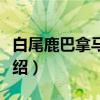 白尾鹿巴拿马亚种（关于白尾鹿巴拿马亚种介绍）