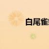 白尾雀鲷（关于白尾雀鲷介绍）