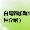 白尾鸏加勒比海亚种（关于白尾鸏加勒比海亚种介绍）