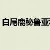 白尾鹿秘鲁亚种（关于白尾鹿秘鲁亚种介绍）