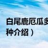 白尾鹿厄瓜多尔亚种（关于白尾鹿厄瓜多尔亚种介绍）