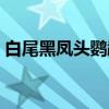 白尾黑凤头鹦鹉（关于白尾黑凤头鹦鹉介绍）