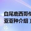 白尾鹿西哥伦比亚亚种（关于白尾鹿西哥伦比亚亚种介绍）