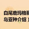 白尾鹿玛格丽塔岛亚种（关于白尾鹿玛格丽塔岛亚种介绍）