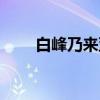 白峰乃来亚（关于白峰乃来亚介绍）
