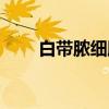 白带脓细胞（关于白带脓细胞介绍）