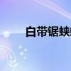 白带锯蛱蝶（关于白带锯蛱蝶介绍）