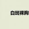 白斑裸胸鳝（关于白斑裸胸鳝介绍）