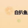 白扒鱼肚（关于白扒鱼肚介绍）