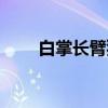 白掌长臂猿（关于白掌长臂猿介绍）