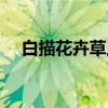 白描花卉草虫（关于白描花卉草虫介绍）