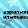 真菌顶端生长菌丝细胞壁钙的性质与生理功能（关于真菌顶端生长菌丝细胞壁钙的性质与生理功能介绍）