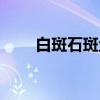 白斑石斑鱼（关于白斑石斑鱼介绍）