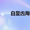 白显齿海鲫（关于白显齿海鲫介绍）