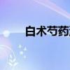 白术芍药汤（关于白术芍药汤介绍）