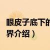 眼皮子底下的小世界（关于眼皮子底下的小世界介绍）