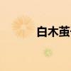白木茧子（关于白木茧子介绍）