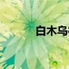 白木乌桕（关于白木乌桕介绍）