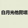 白月光他爬墙了（关于白月光他爬墙了介绍）