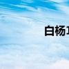 白杨11（关于白杨11介绍）