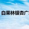 白果林银杏广场（关于白果林银杏广场介绍）