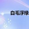 白毛浮绿水（关于白毛浮绿水介绍）