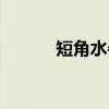 短角水牛（关于短角水牛介绍）