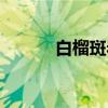 白榴斑岩（关于白榴斑岩介绍）