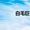 白毛巨竹（关于白毛巨竹介绍）