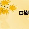 白楠LF（关于白楠LF介绍）