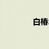 白椿木（关于白椿木介绍）
