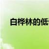 白桦林的低语（关于白桦林的低语介绍）