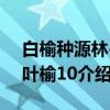 白榆种源林-大叶榆10（关于白榆种源林-大叶榆10介绍）