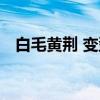 白毛黄荆 变型（关于白毛黄荆 变型介绍）