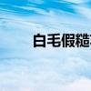 白毛假糙苏（关于白毛假糙苏介绍）