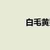 白毛黄荆（关于白毛黄荆介绍）