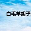 白毛羊胡子草（关于白毛羊胡子草介绍）