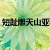 短趾雕天山亚种（关于短趾雕天山亚种介绍）