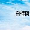 白桦树皮（关于白桦树皮介绍）