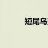 短尾乌鲨（关于短尾乌鲨介绍）