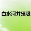 白水河并殖吸虫（关于白水河并殖吸虫介绍）