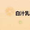 白汁乳狗（关于白汁乳狗介绍）