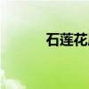 石莲花属（关于石莲花属介绍）