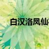 白汉洛凤仙花（关于白汉洛凤仙花介绍）